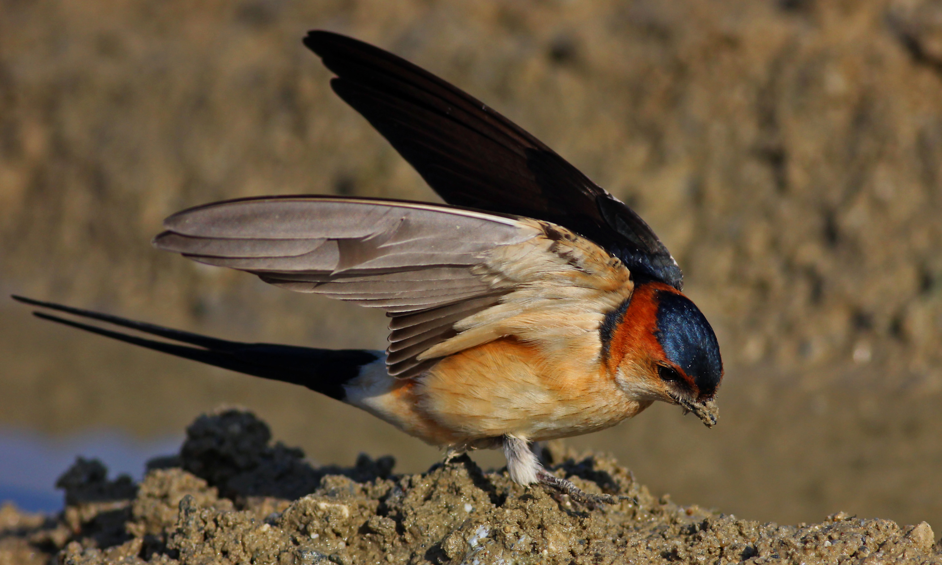 Red-rumped Swallow